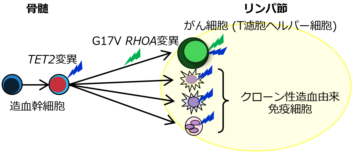 T細胞リンパ腫における”多段階発がん”説