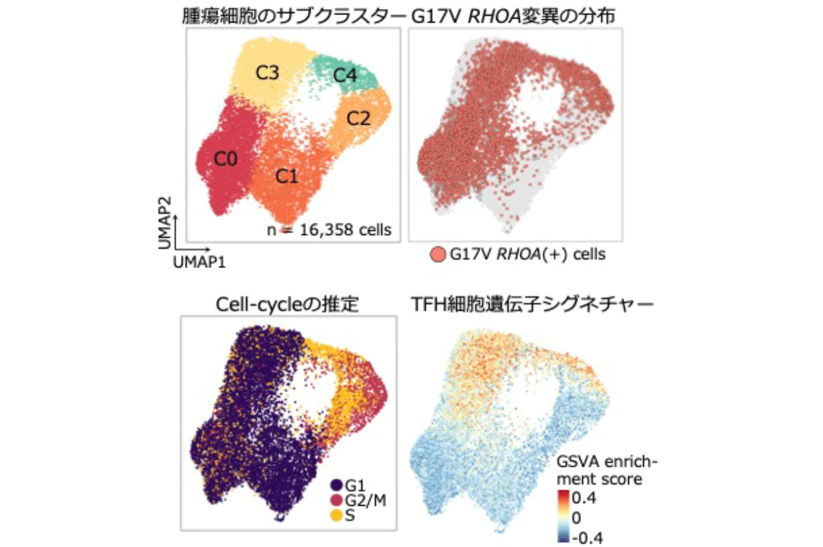 T細胞リンパ腫のがん細胞不均一性