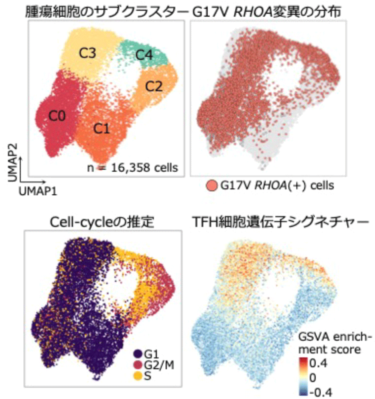 T細胞リンパ腫のがん細胞不均一性