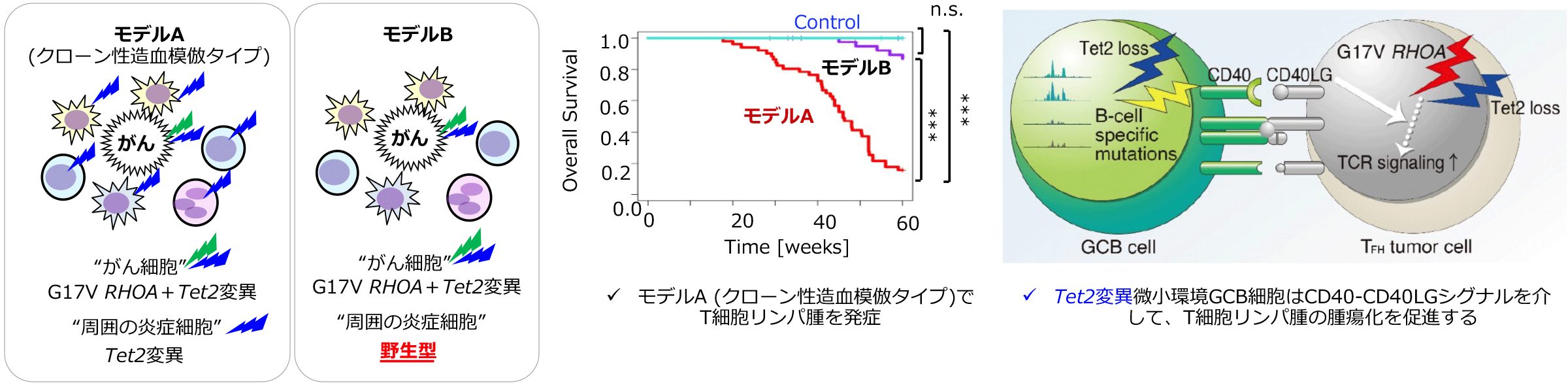 ゲノム異常に基づいた T細胞リンパ腫モデル
