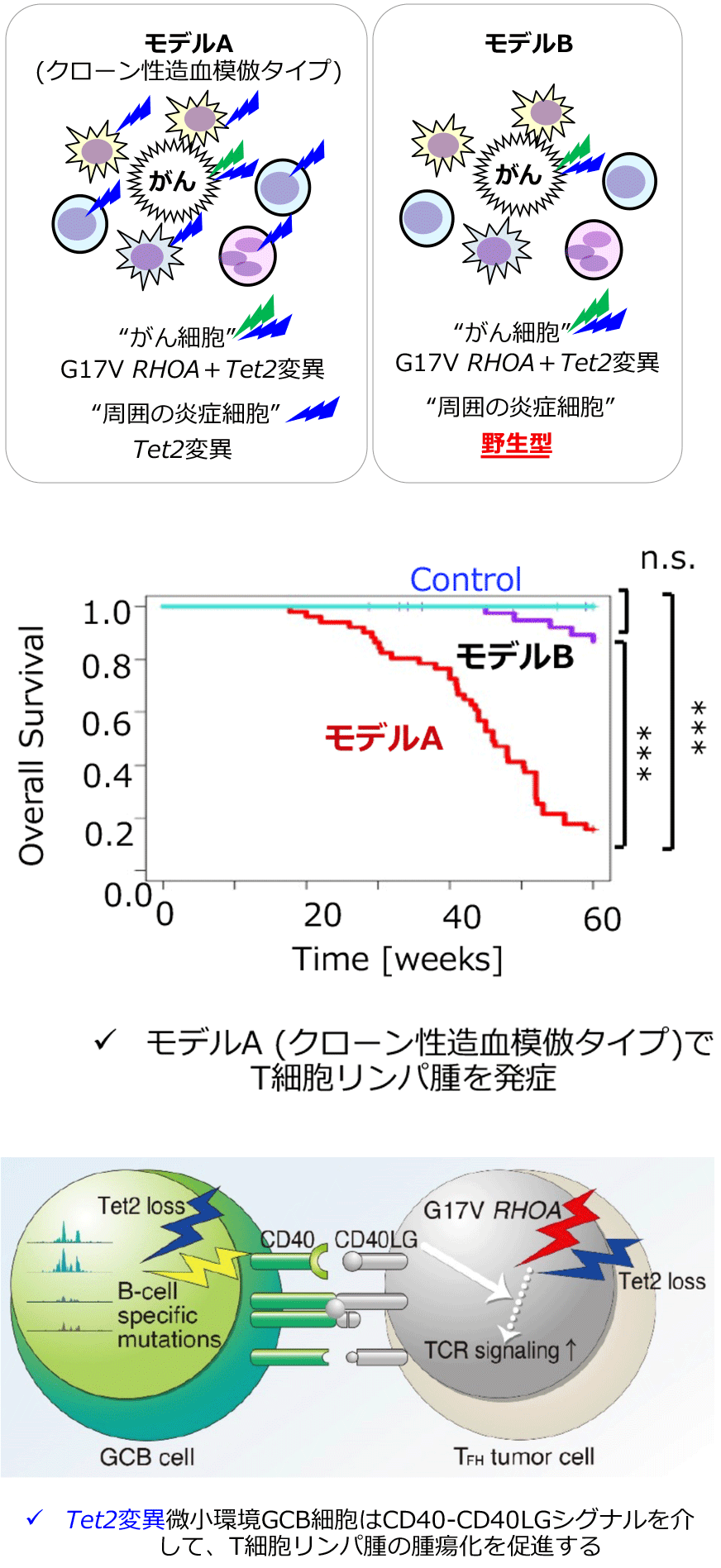 ゲノム異常に基づいた T細胞リンパ腫モデル